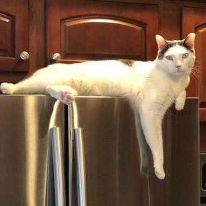 Meet your Posher, Abigail